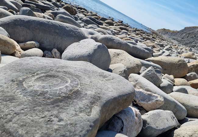 Monmouth beach Lyme Regis